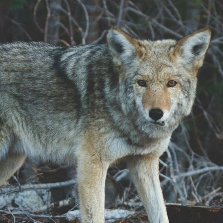 Ein Wolf der auf steht und auf einen zu sieht